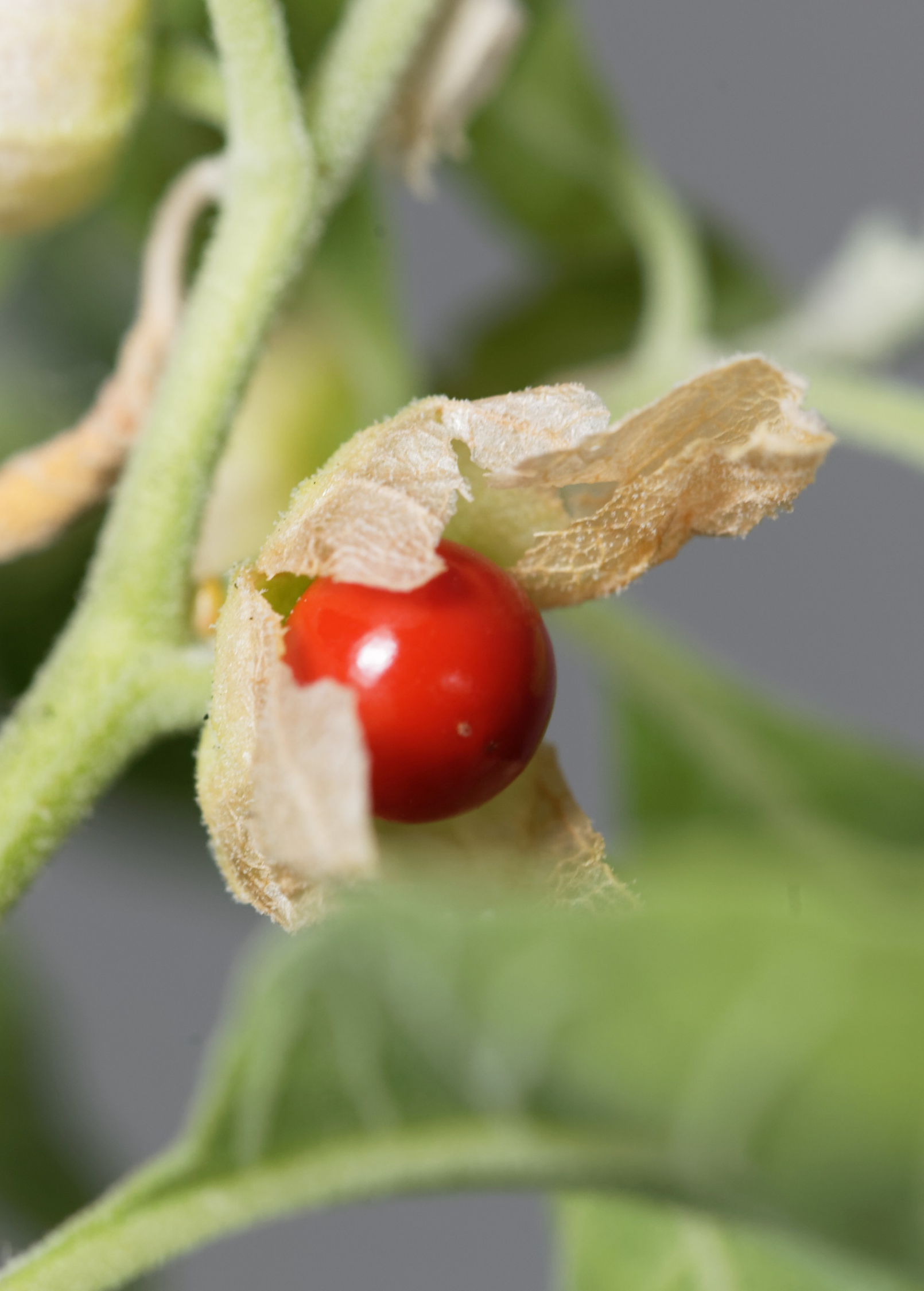 Ashwagandha (Withania somnifera)