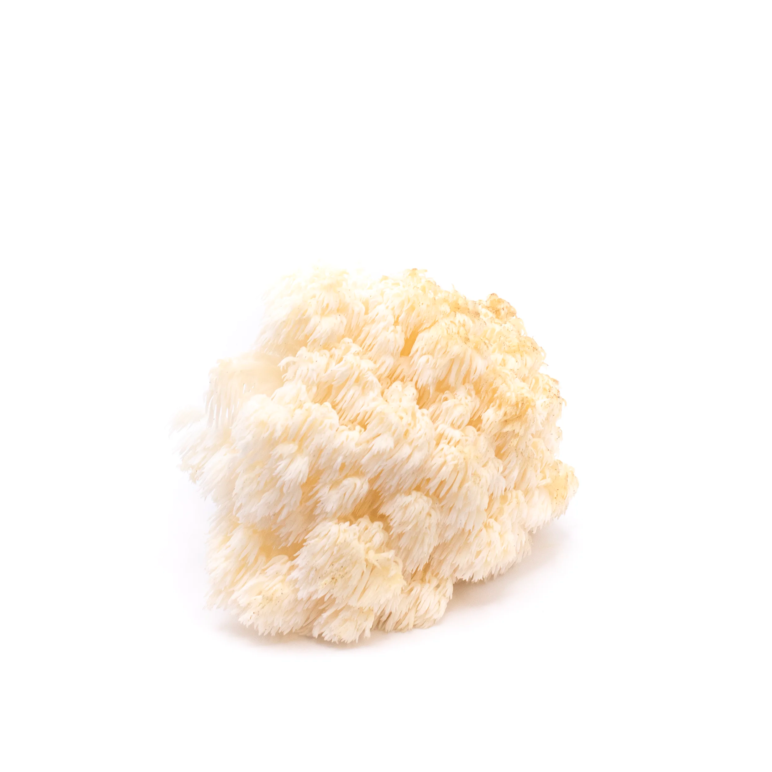 Fresh Wild Bear’s Head Tooth