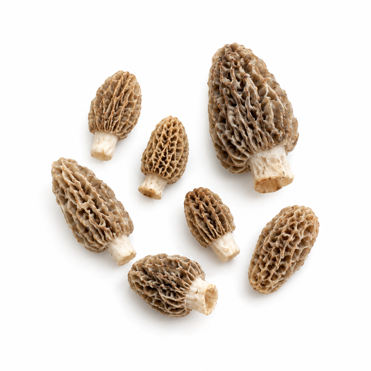 Fresh Wild Natural Blonde Morels