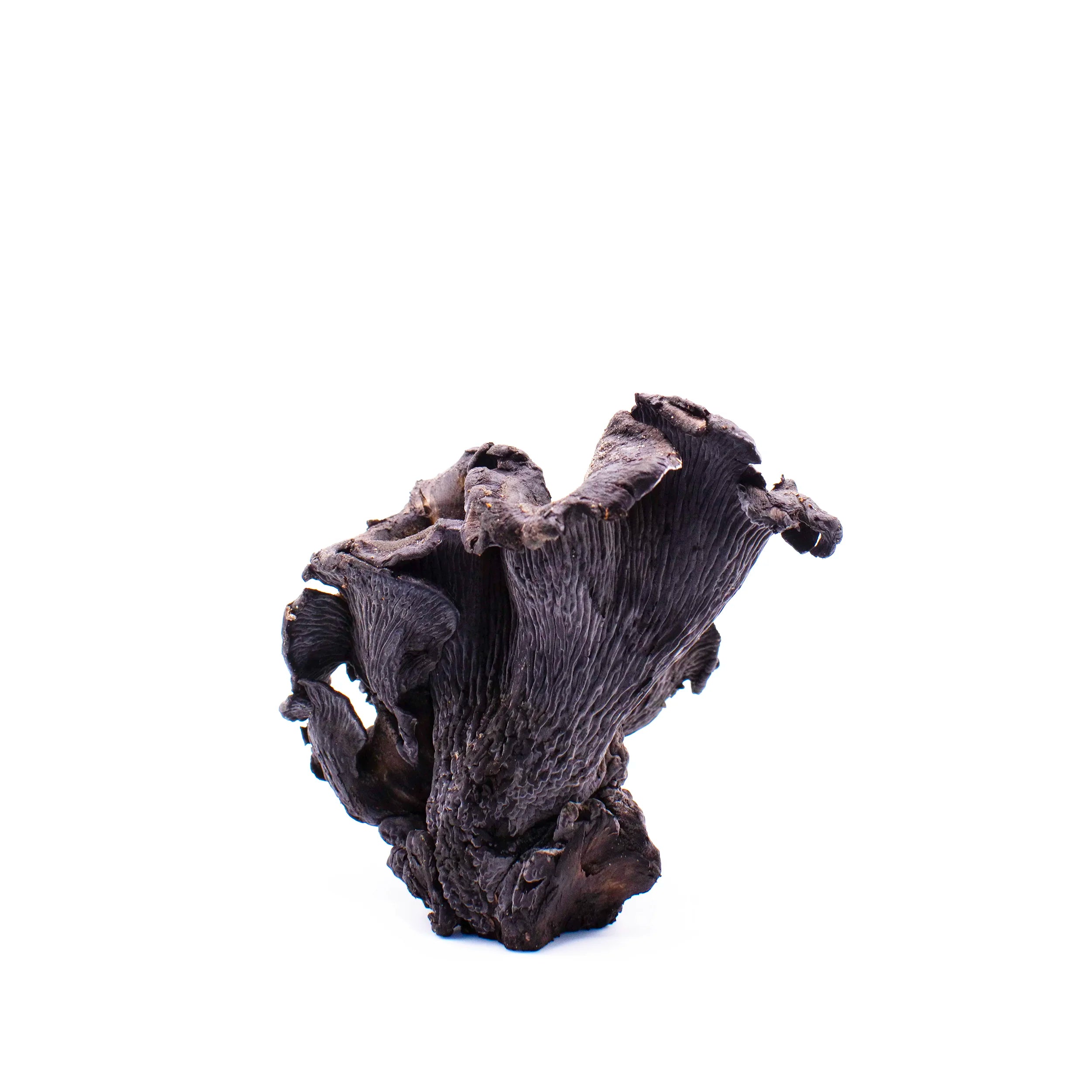 Fresh Wild Blue Chanterelle Mushrooms