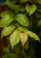 Barbados Gooseberry (Pereskia aculeata)