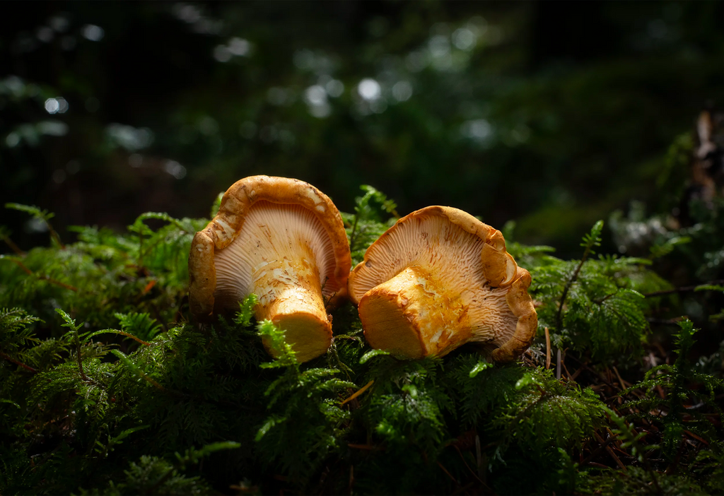 PNW Yellow Chanterelles
