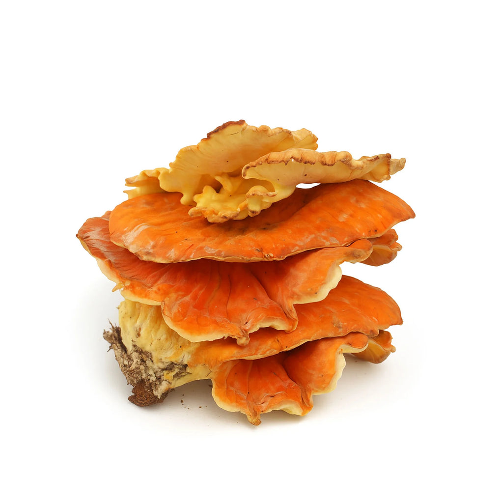 Fresh Wild Chicken of the Woods