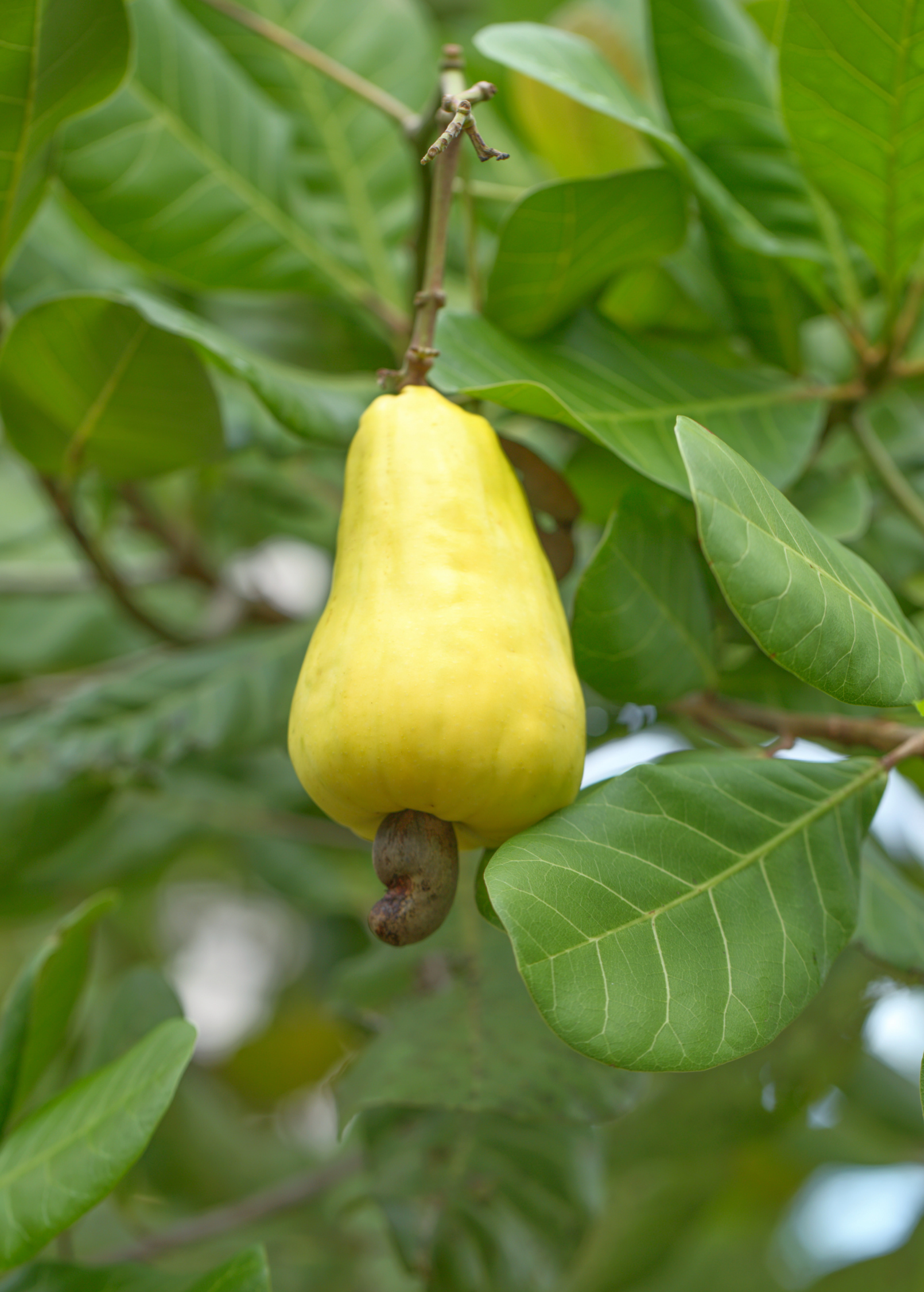 Cashew, Yellow (Anacardium occidentale)
