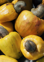Cashew, Yellow (Anacardium occidentale)