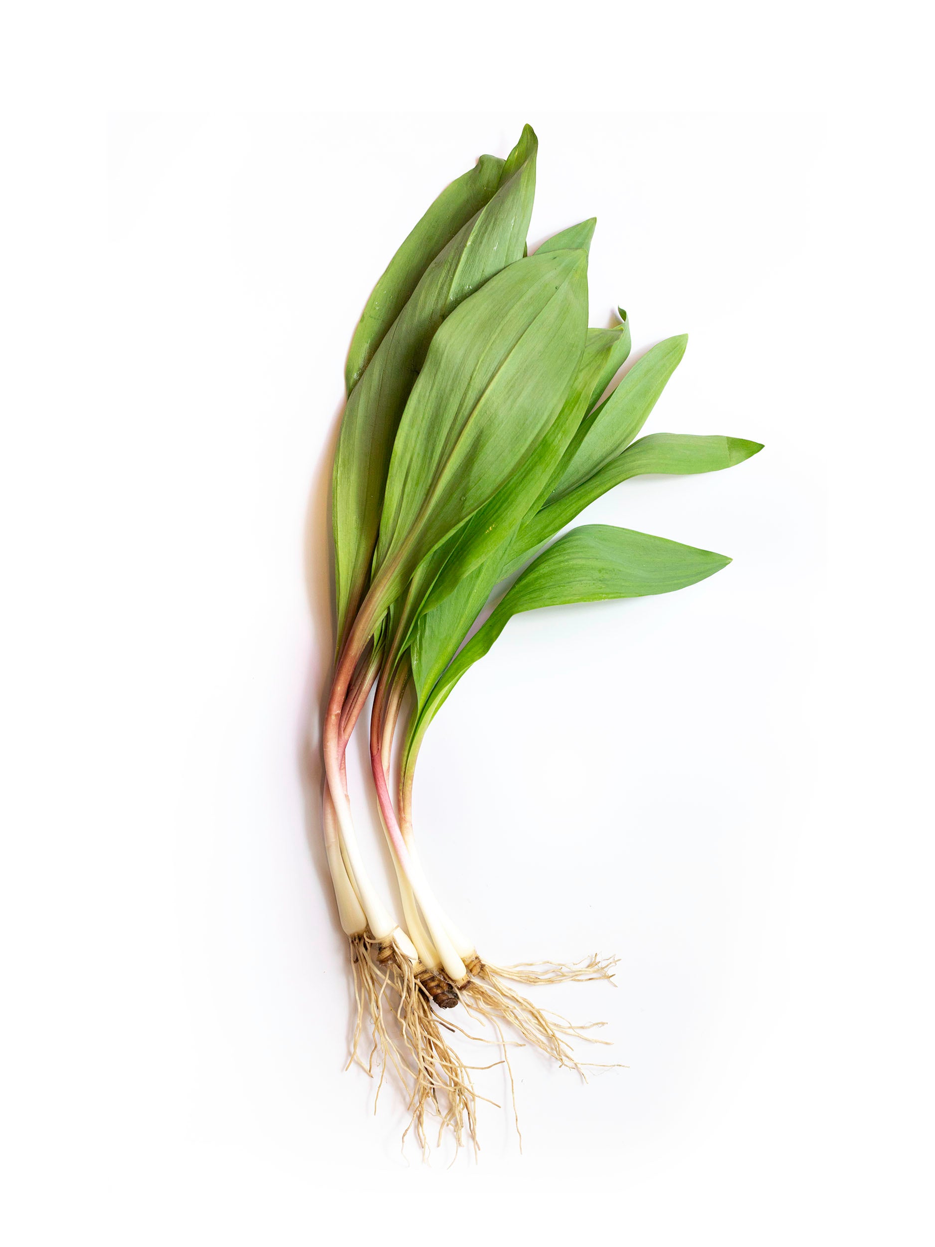 Fresh Wild Ramps