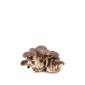 Fresh Wild Fried Chicken Mushrooms