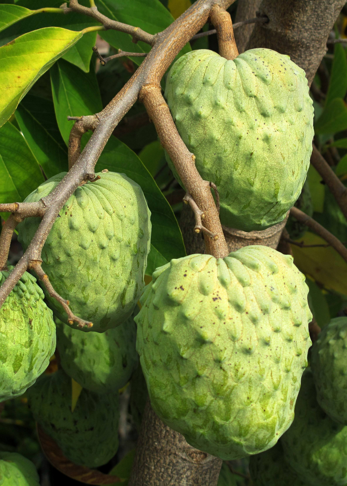 Geffner Atemoya 'Geffner' (Annona × atemoya) – Gourmet Harvest