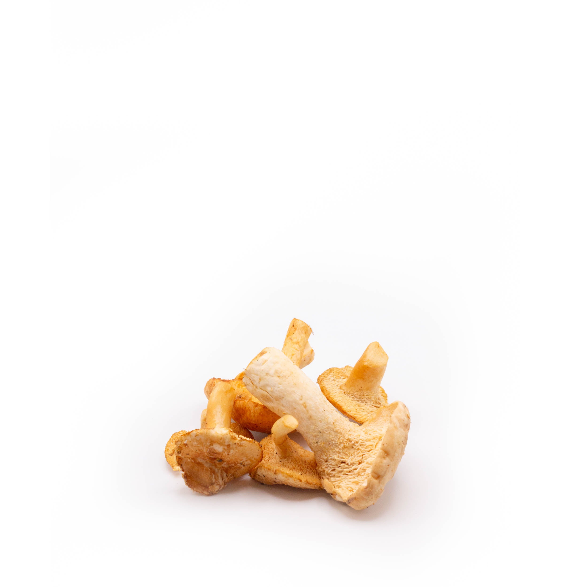 Fresh Wild Hedgehog Mushrooms