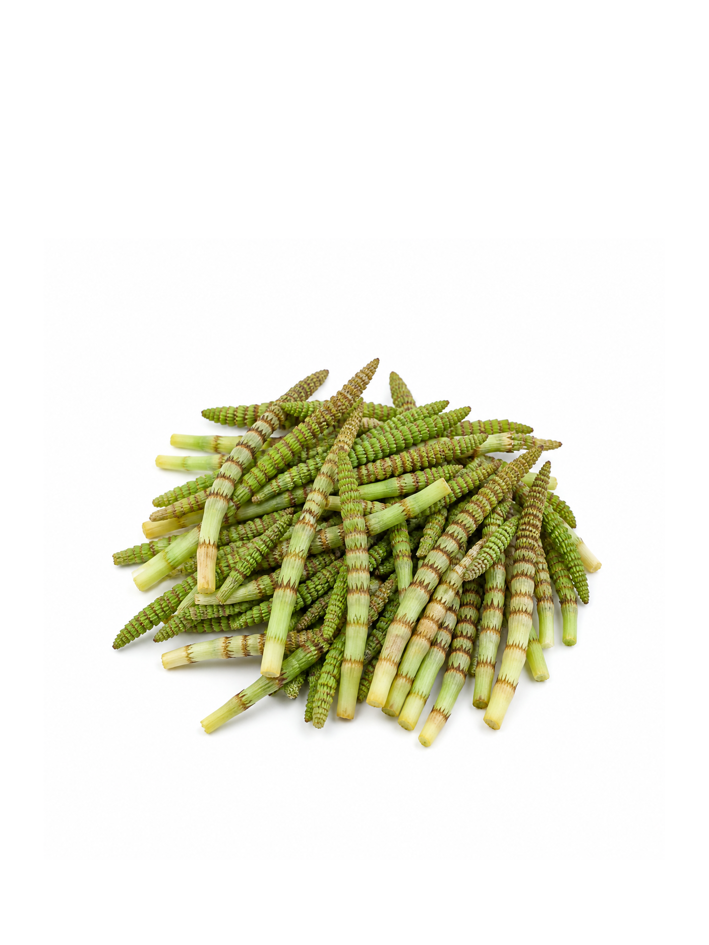 Fresh Wild Horsetail Shoots