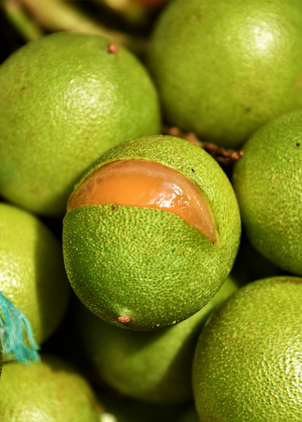 Spanish Lime, Quenepa (Melicoccus bijugatus)