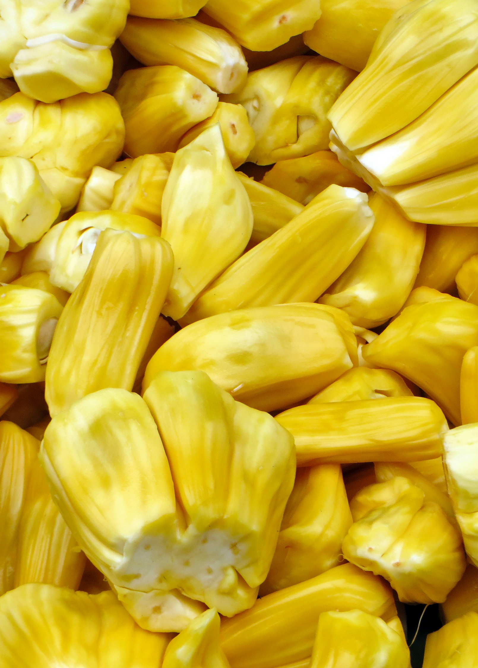 Jackfruit 'Golden Nugget' (Artocarpus heterophyllus)