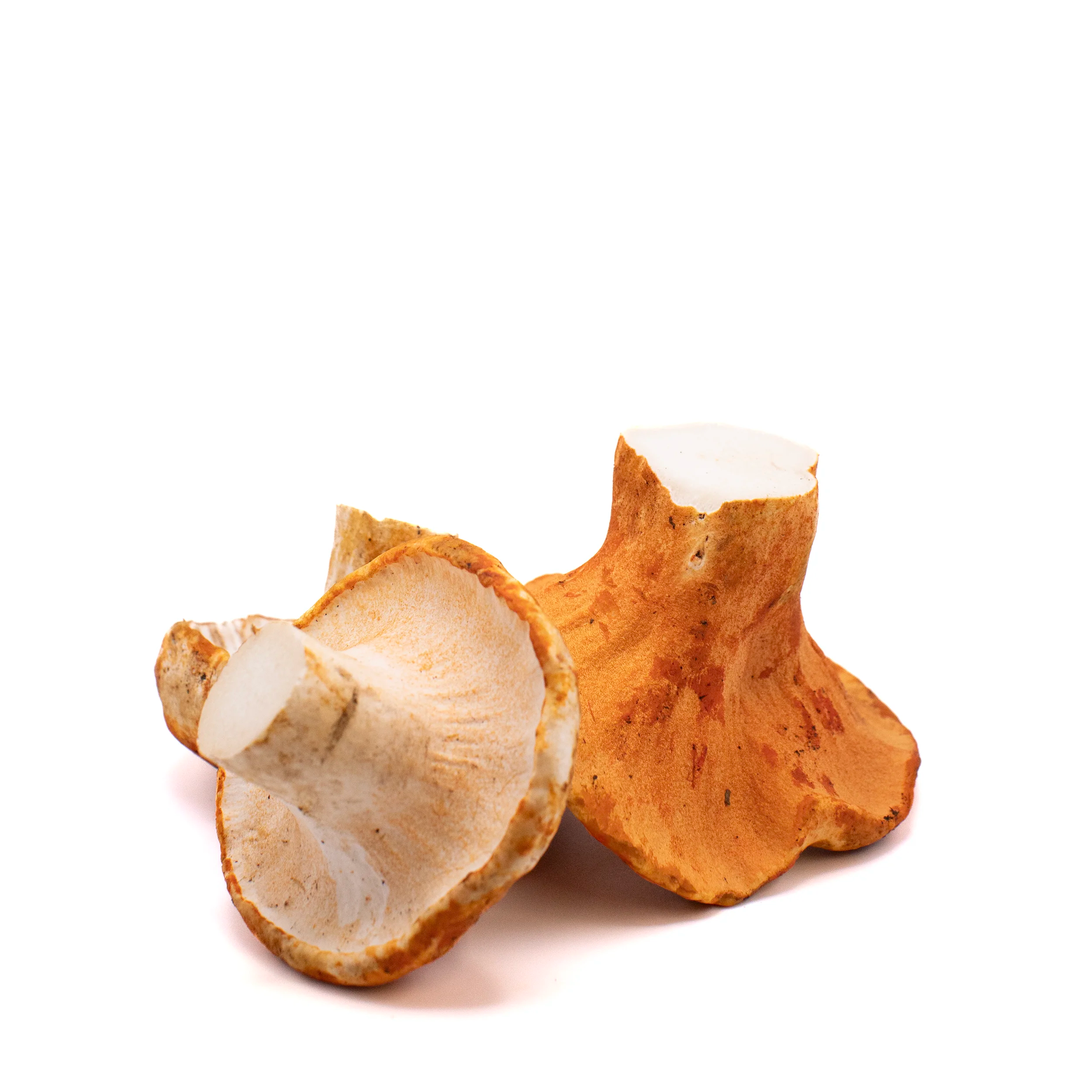 Fresh Wild Lobster Mushrooms