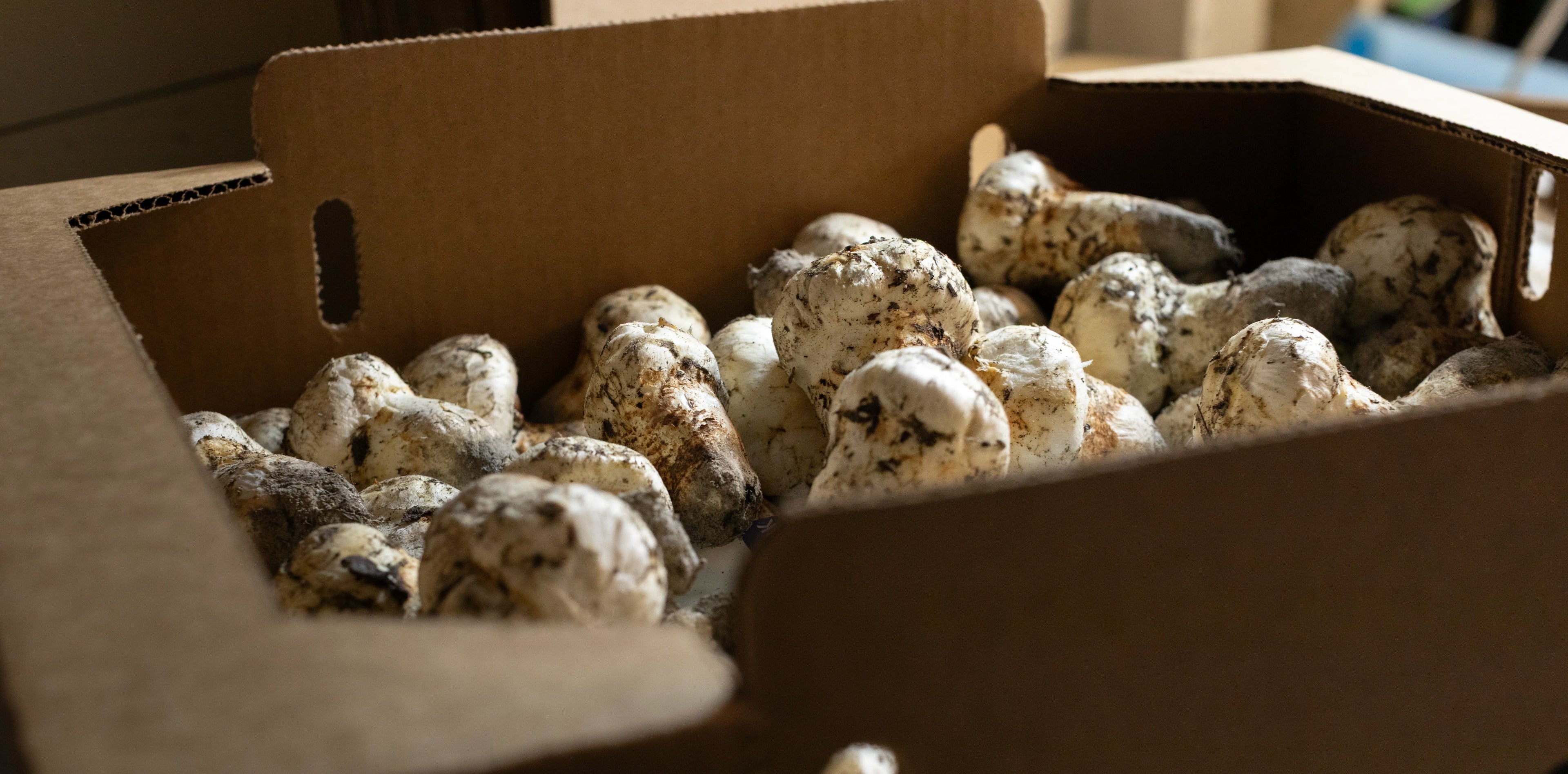 Fresh Wild Matsutake