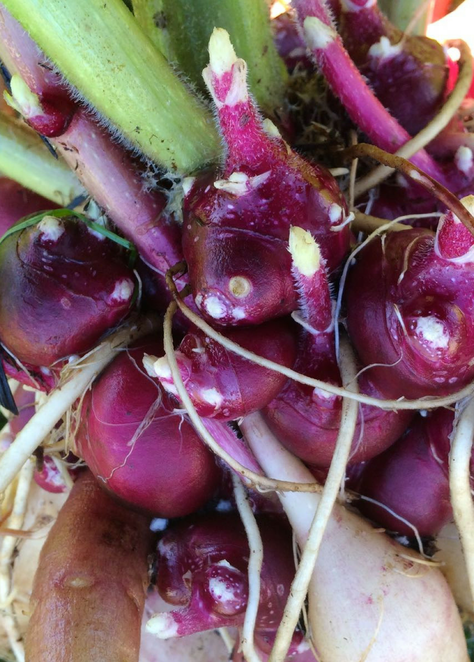 Earth Apple, 'Purple' (Smallanthus sonchifolius)