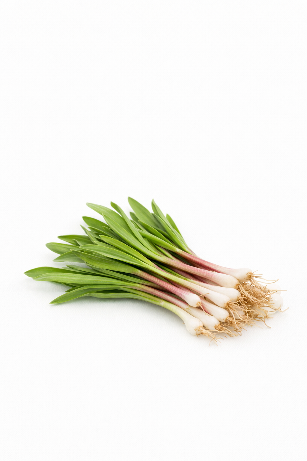 Wild Ramp Transplants