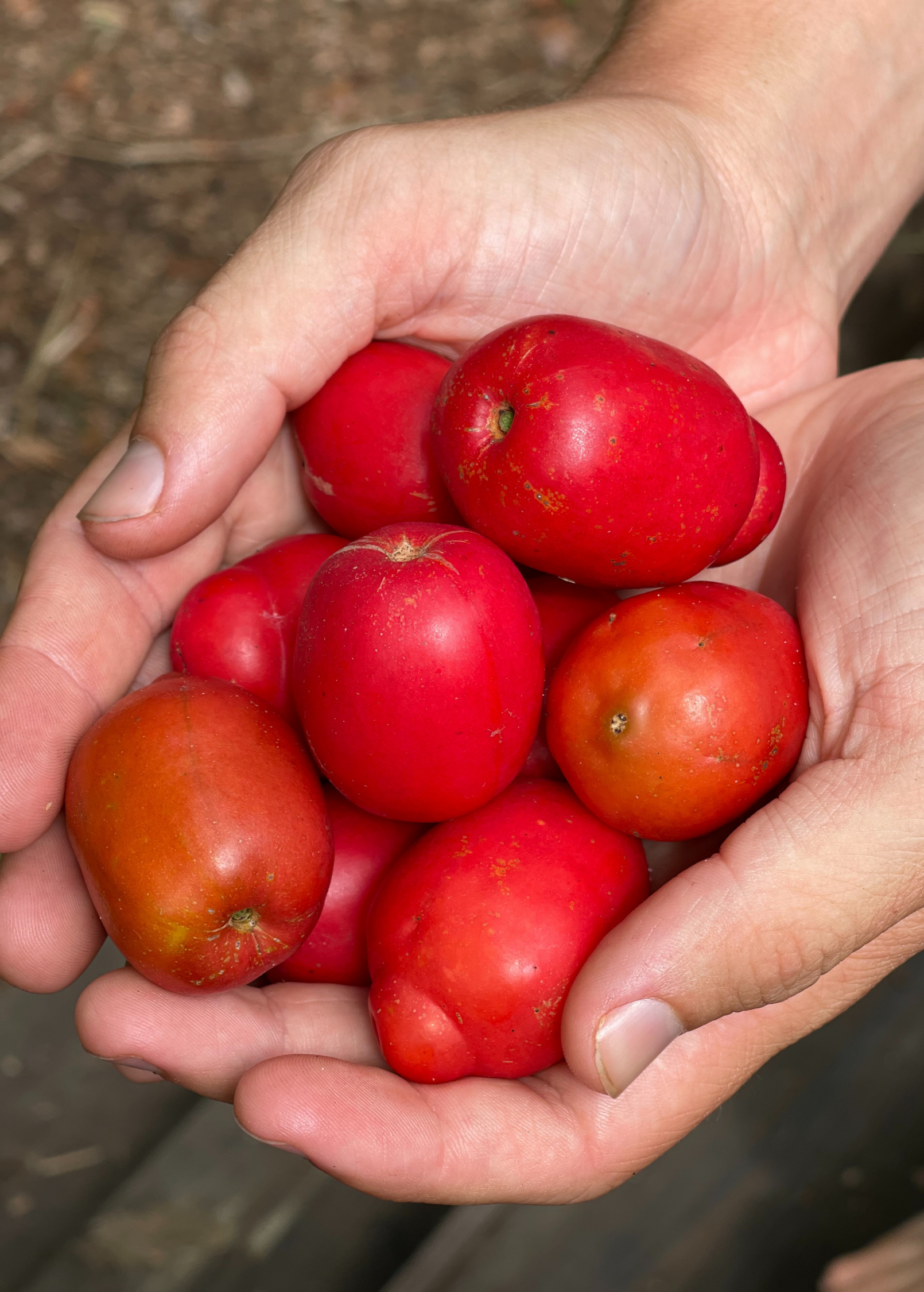 Jocote, Red (Spondias purpurea)
