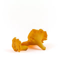 Fresh Wild Southern Chanterelles