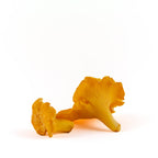 Fresh Wild Southern Chanterelles