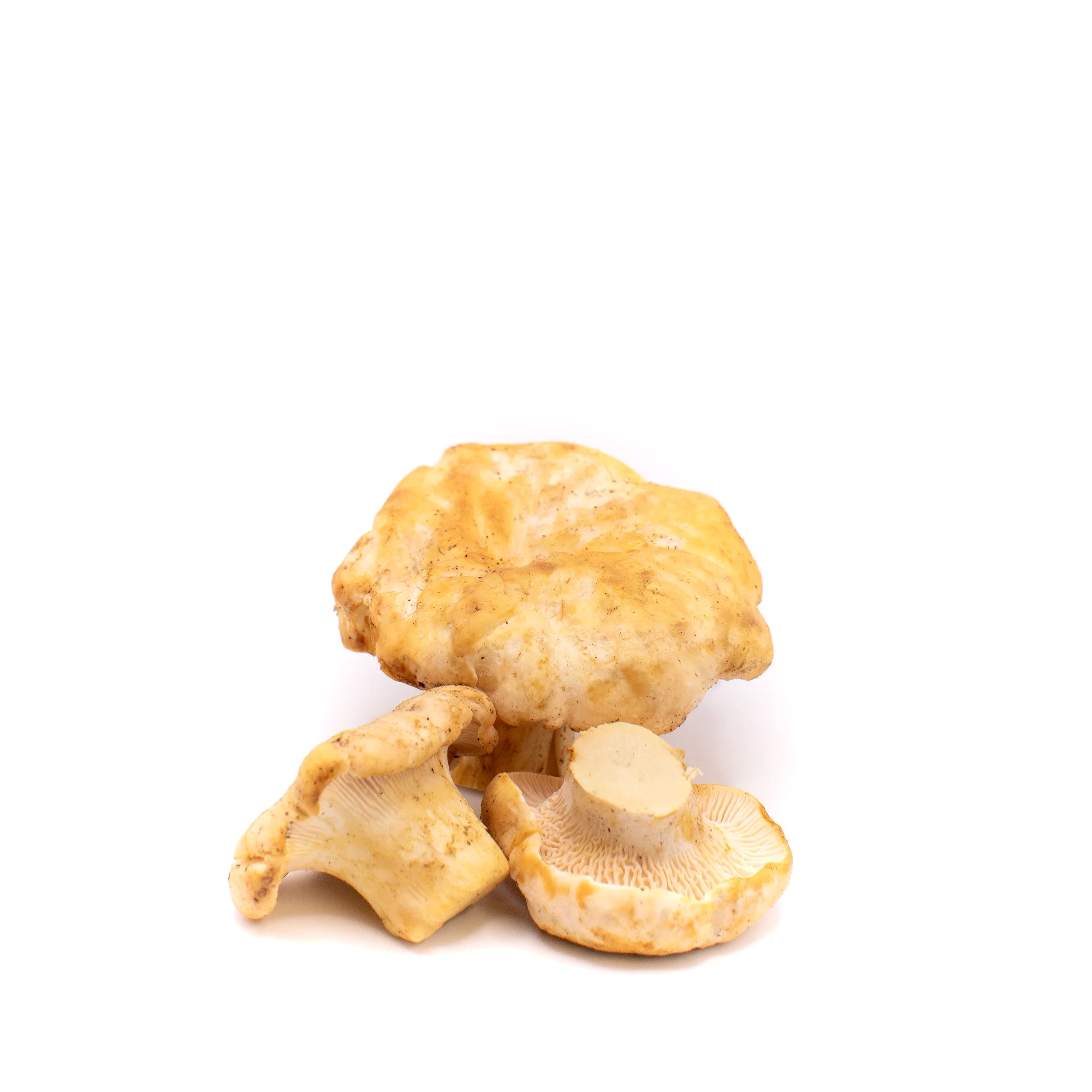 Fresh Wild White Chanterelle Mushrooms