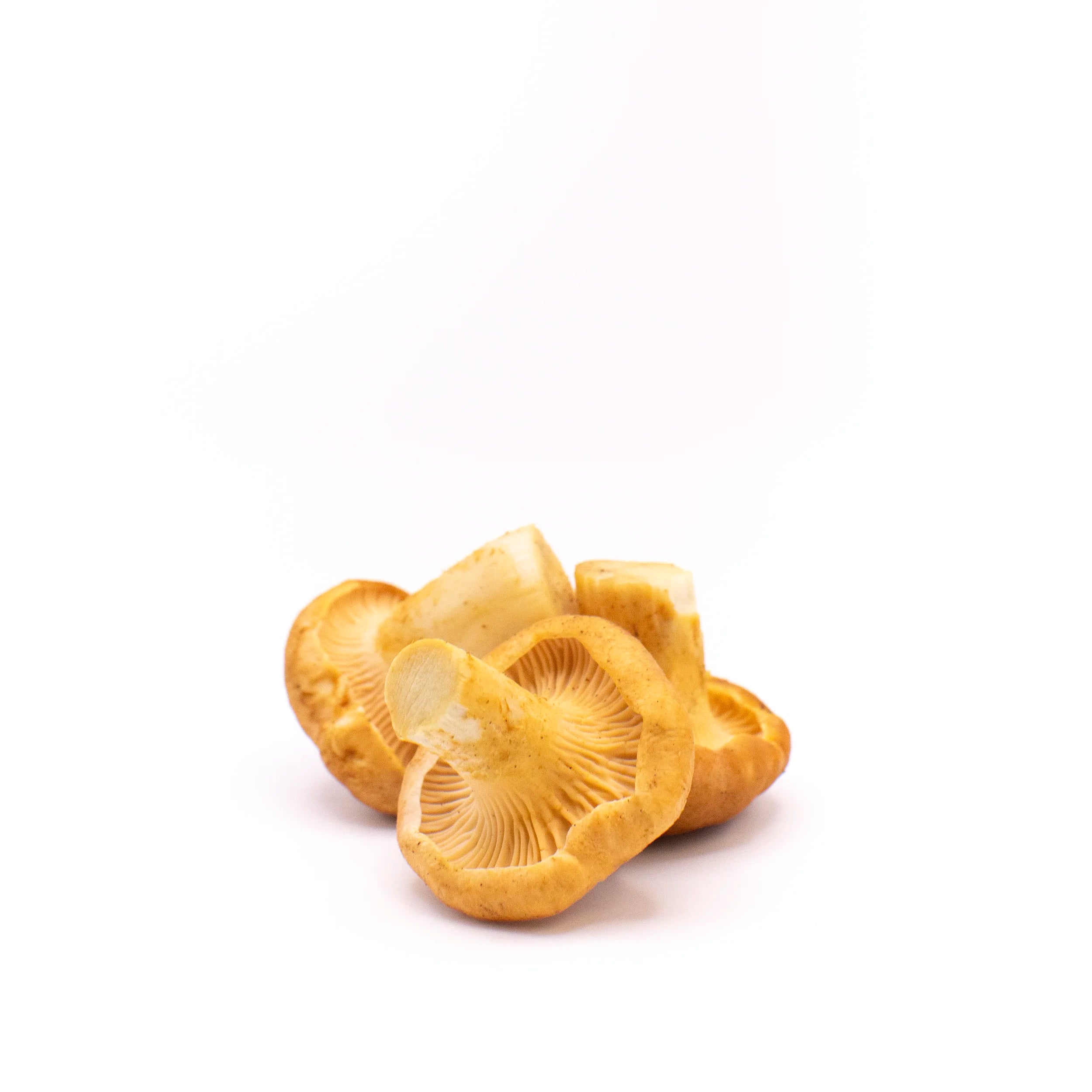 Fresh PNW Wild Chanterelles