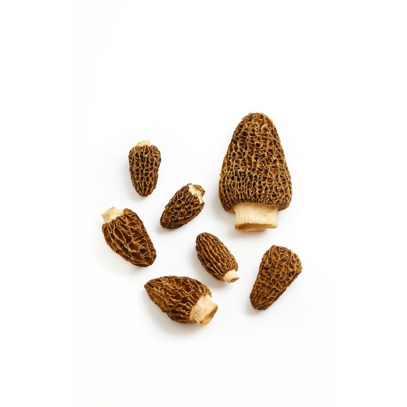 Fresh Wild Morels