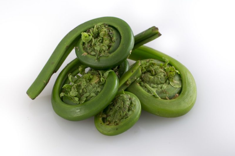 Ostrich Fiddlehead Ferns