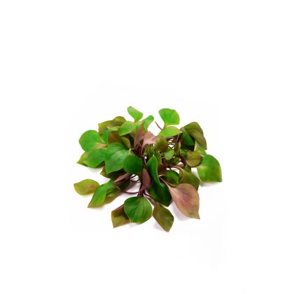 Miner's Lettuce