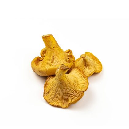 PNW Golden Chanterelles