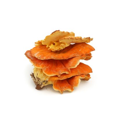 Fresh Wild Chicken of the Woods