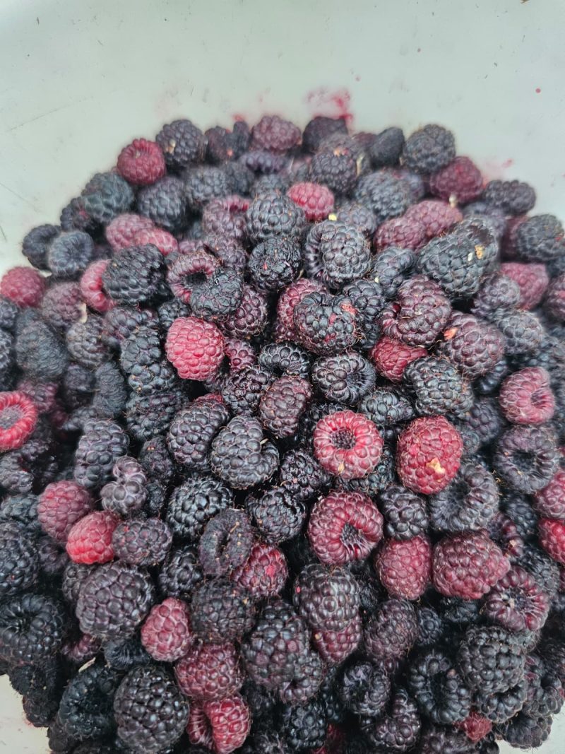 Fresh Frozen Wild Black Raspberries - Image 2