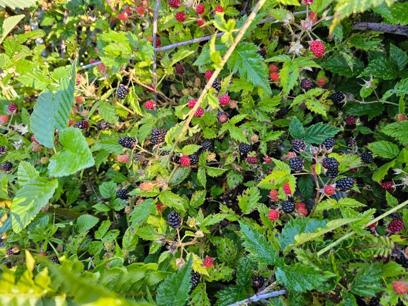 Fresh Frozen Trailing Blackberries/Pacific Dewberries - Image 3