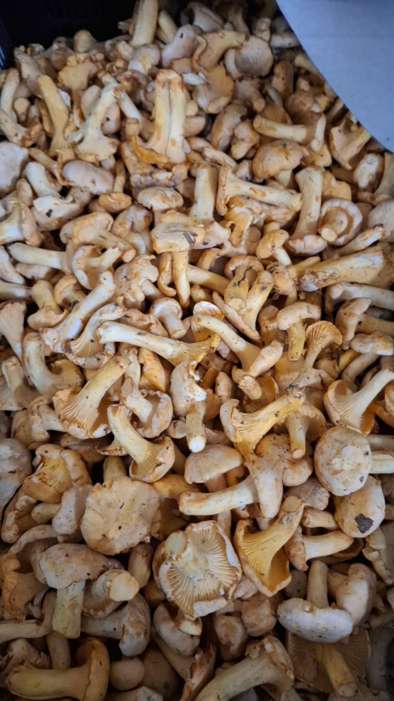 Fresh Wild European Chanterelles - Image 2