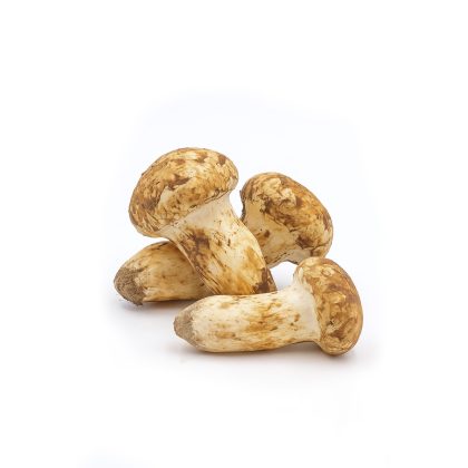 Fresh Wild Matsutake