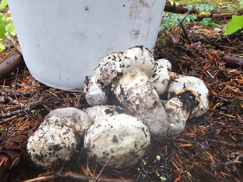 Fresh Wild Matsutake - Image 4