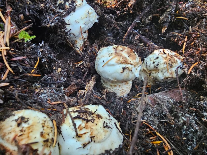 Fresh Wild Matsutake - Image 3