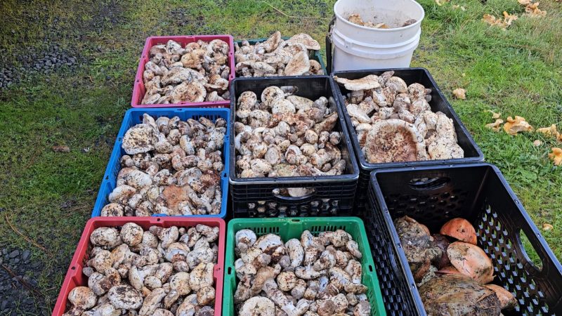 Fresh Wild Matsutake - Image 2