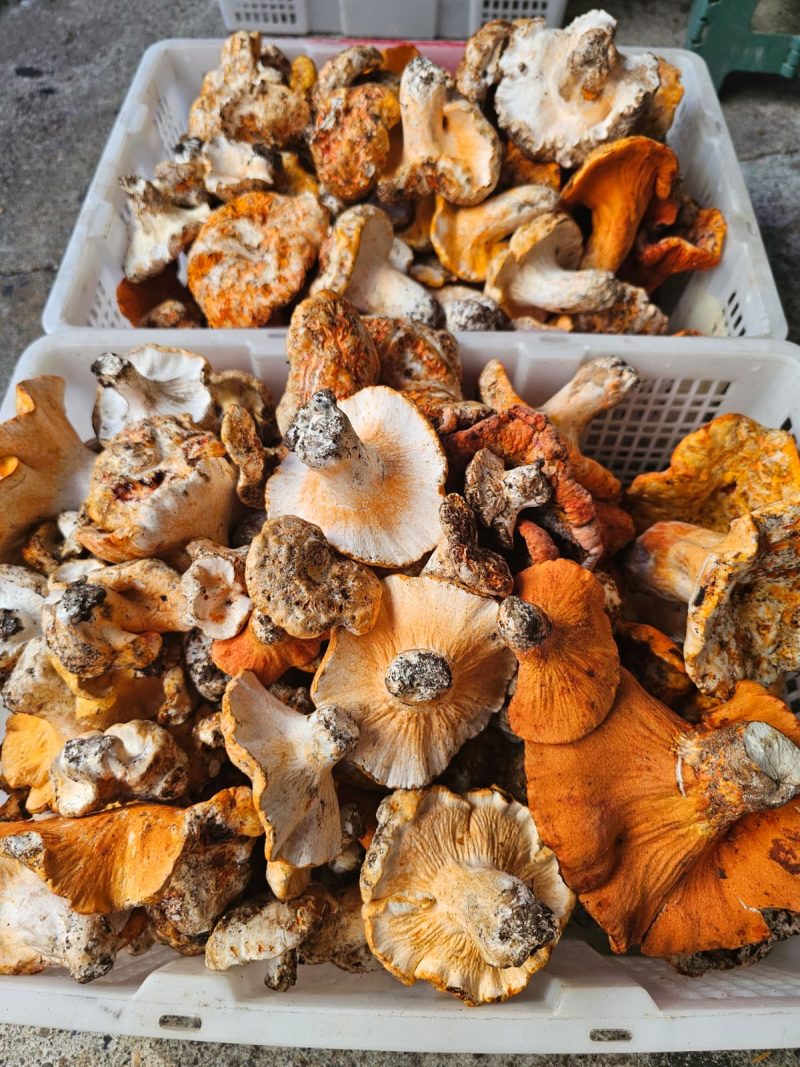 Fresh Wild Lobster Mushroom - Image 2