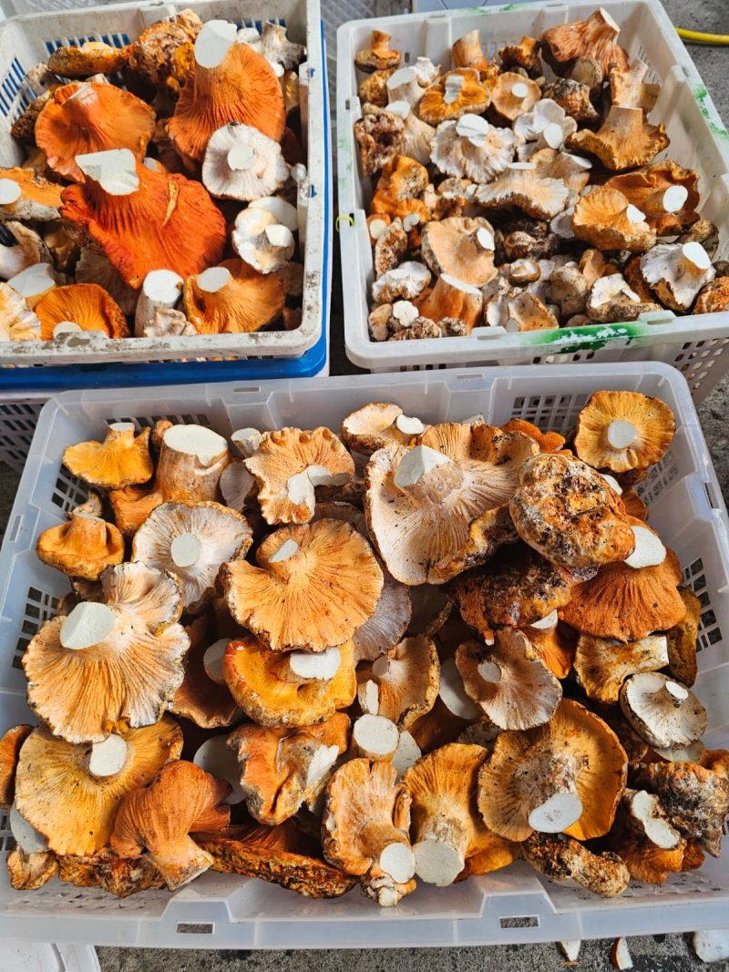 Fresh Wild Lobster Mushroom - Image 3